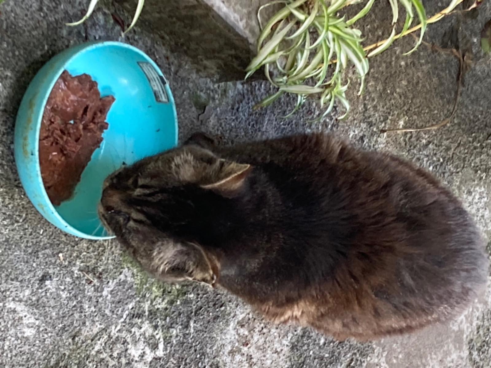 目撃された猫 目撃された猫