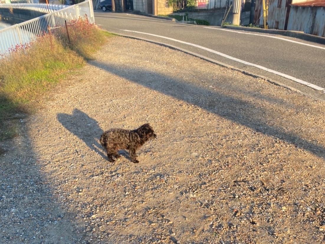 目撃された犬 目撃された犬