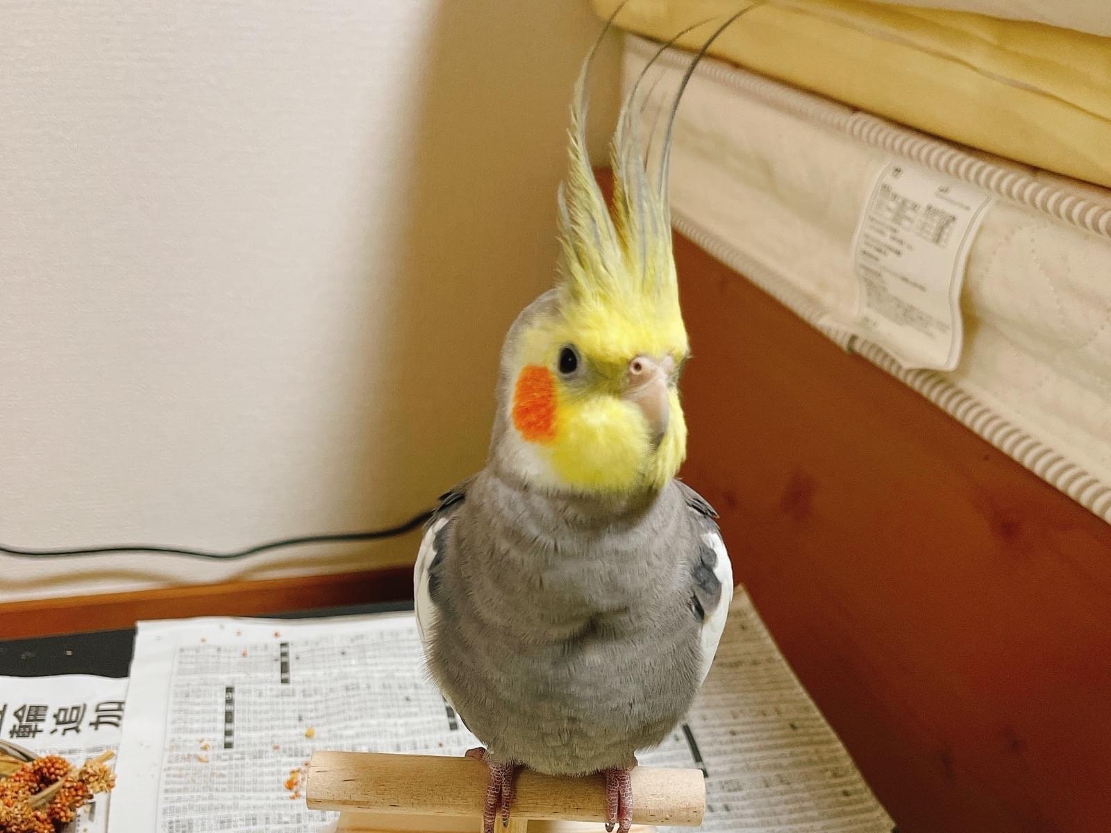 ぴよきちちゃん