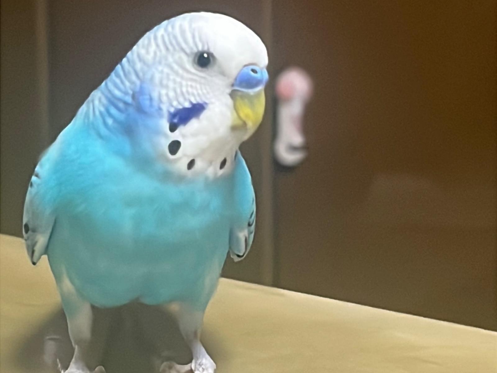 アナちゃん アナちゃん