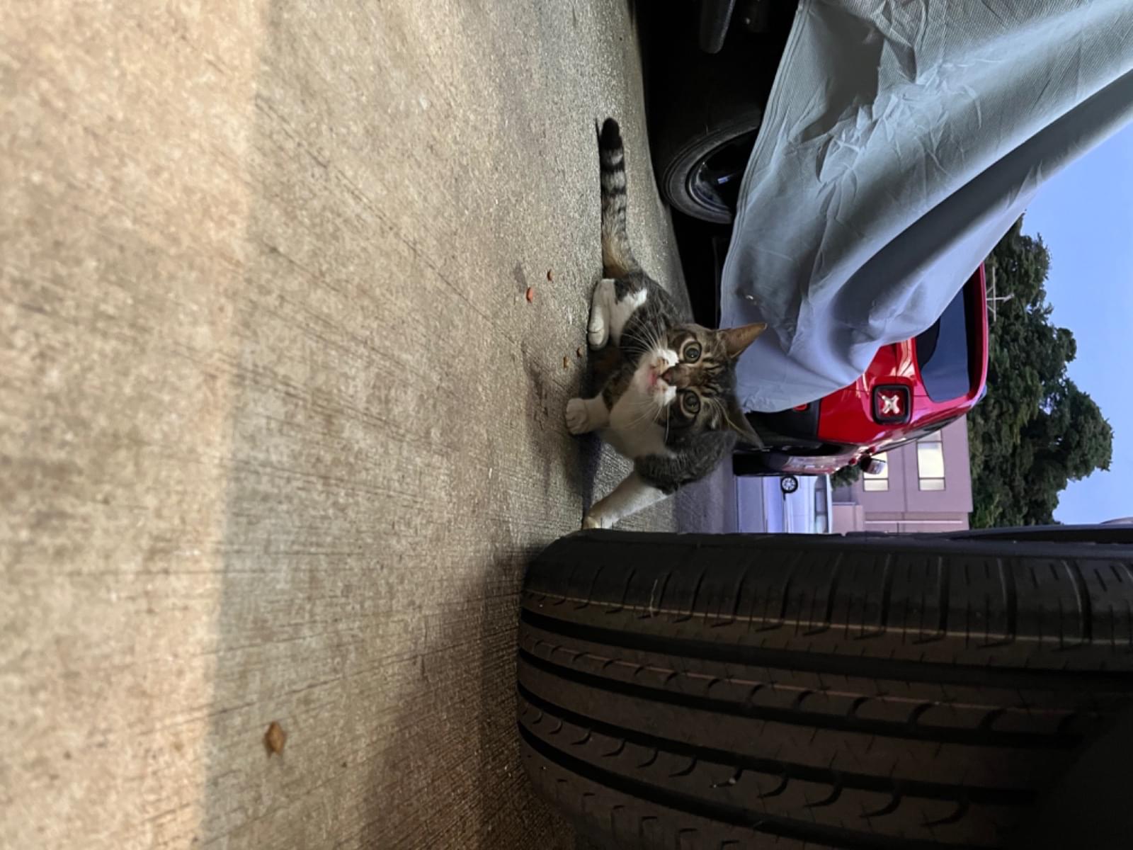 目撃された猫 目撃された猫