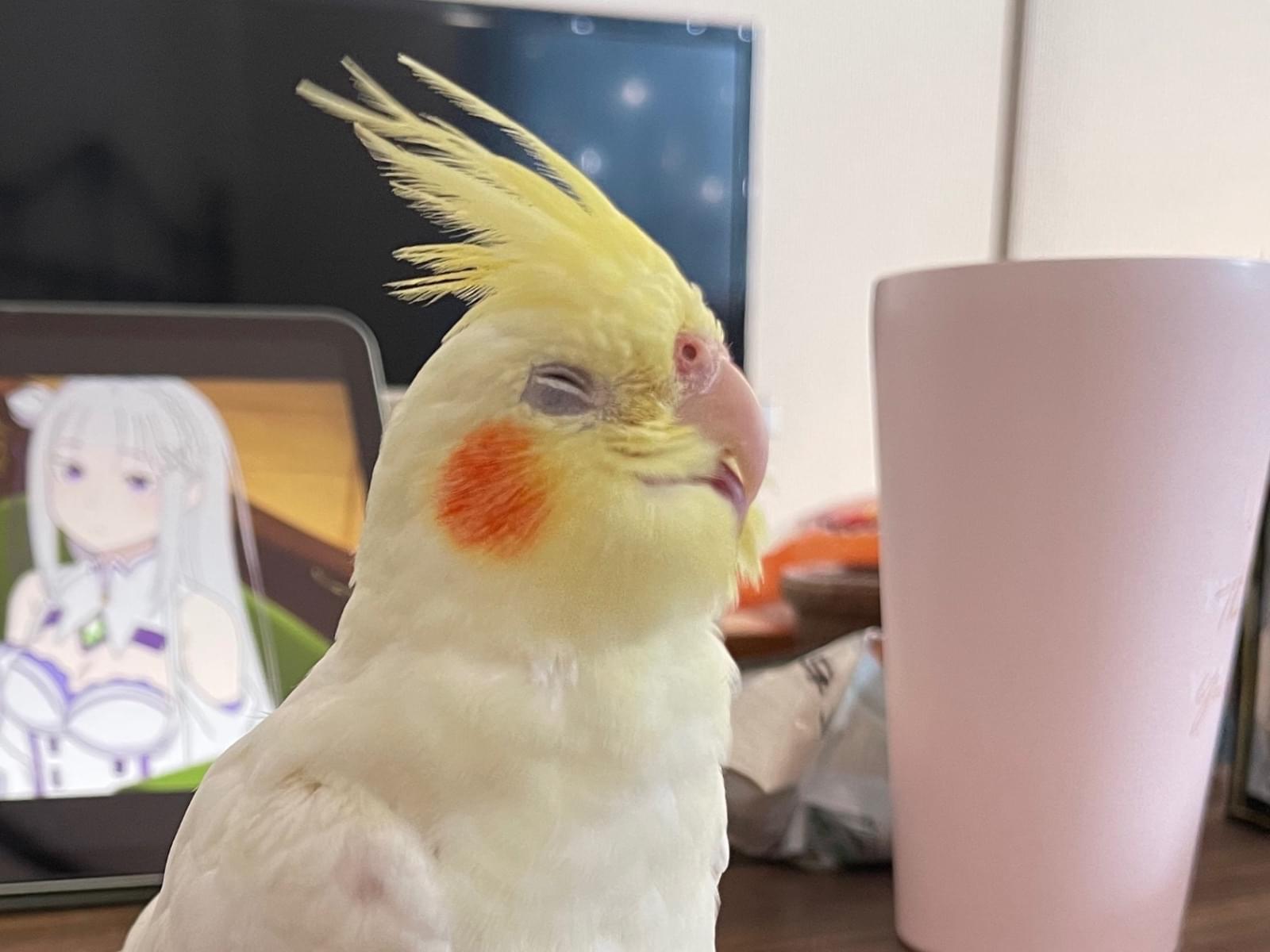 ライムちゃん ライムちゃん