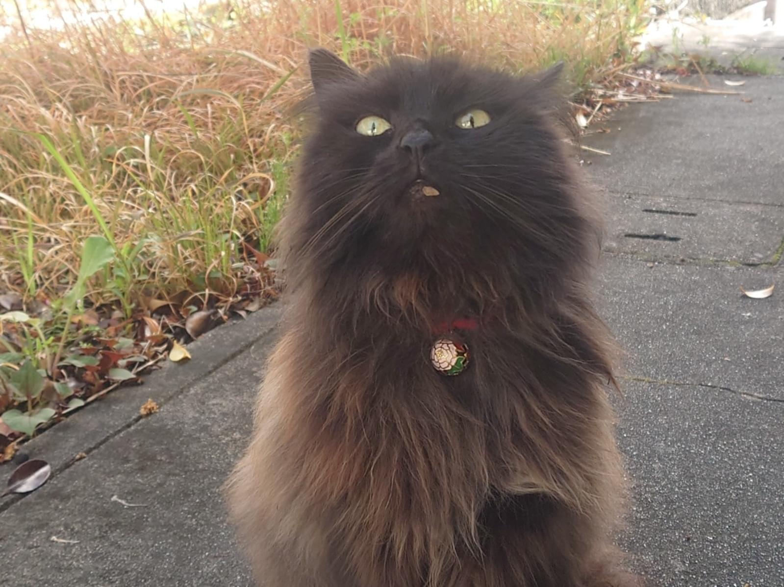保護された猫 保護された猫