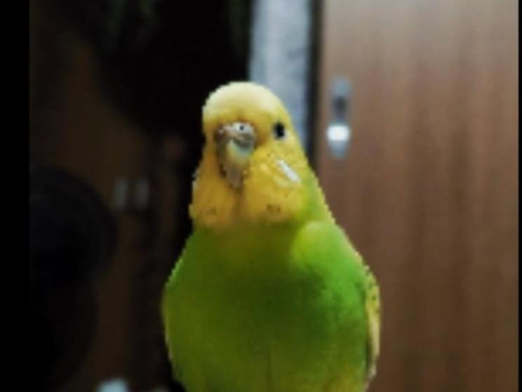 ぴーちゃん ぴーちゃん