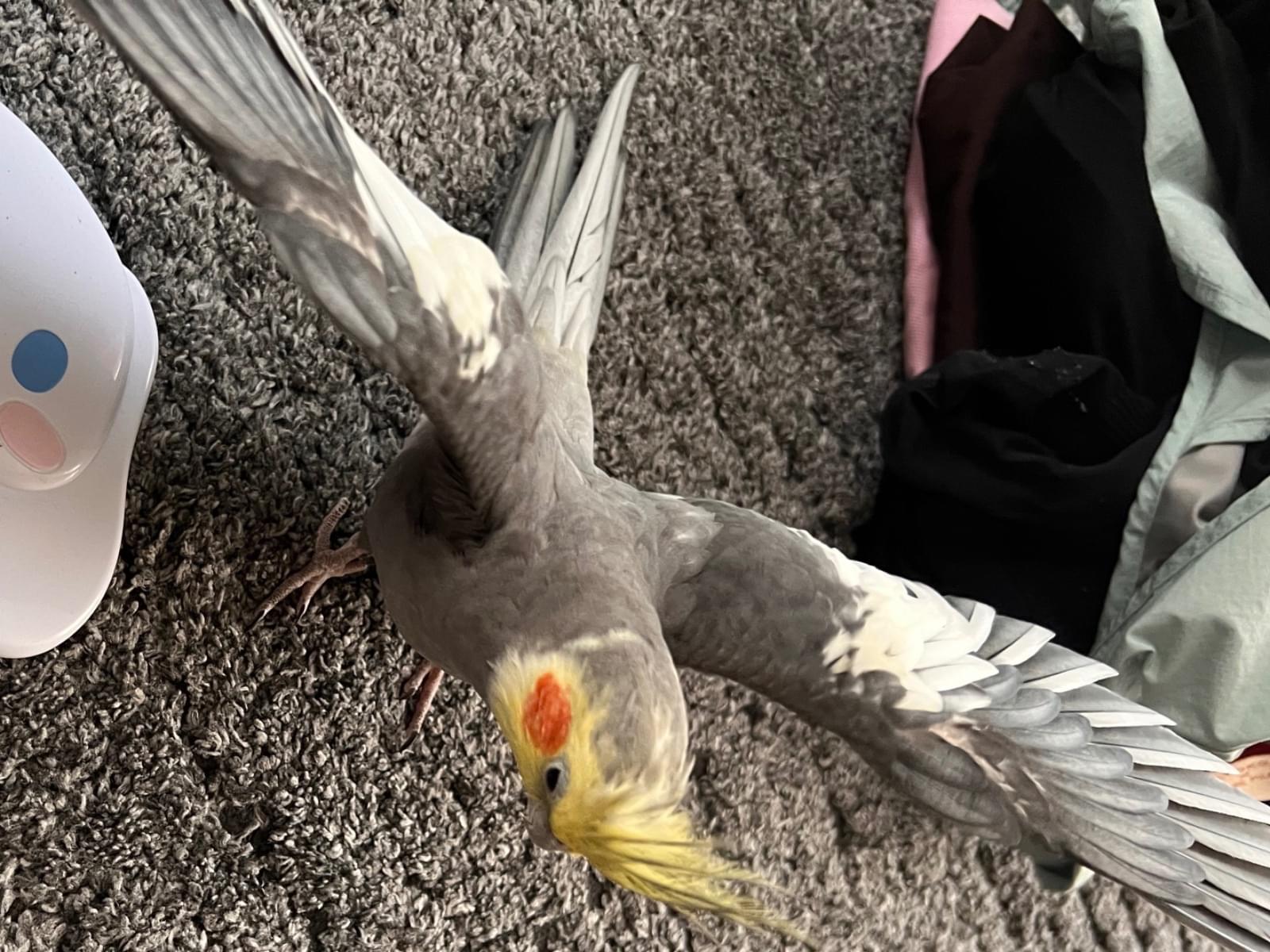 あずきちゃん あずきちゃん