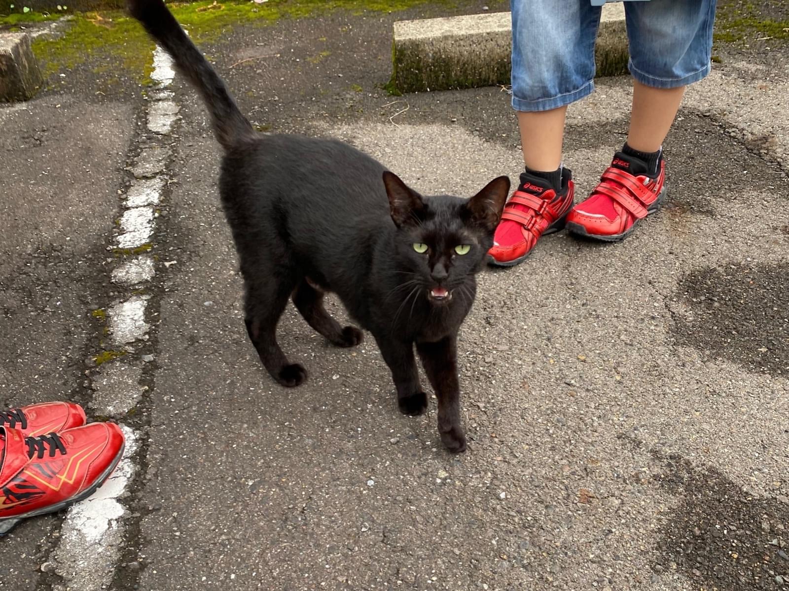 目撃された猫 目撃された猫