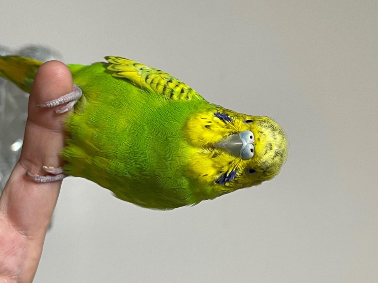 保護された鳥 保護された鳥