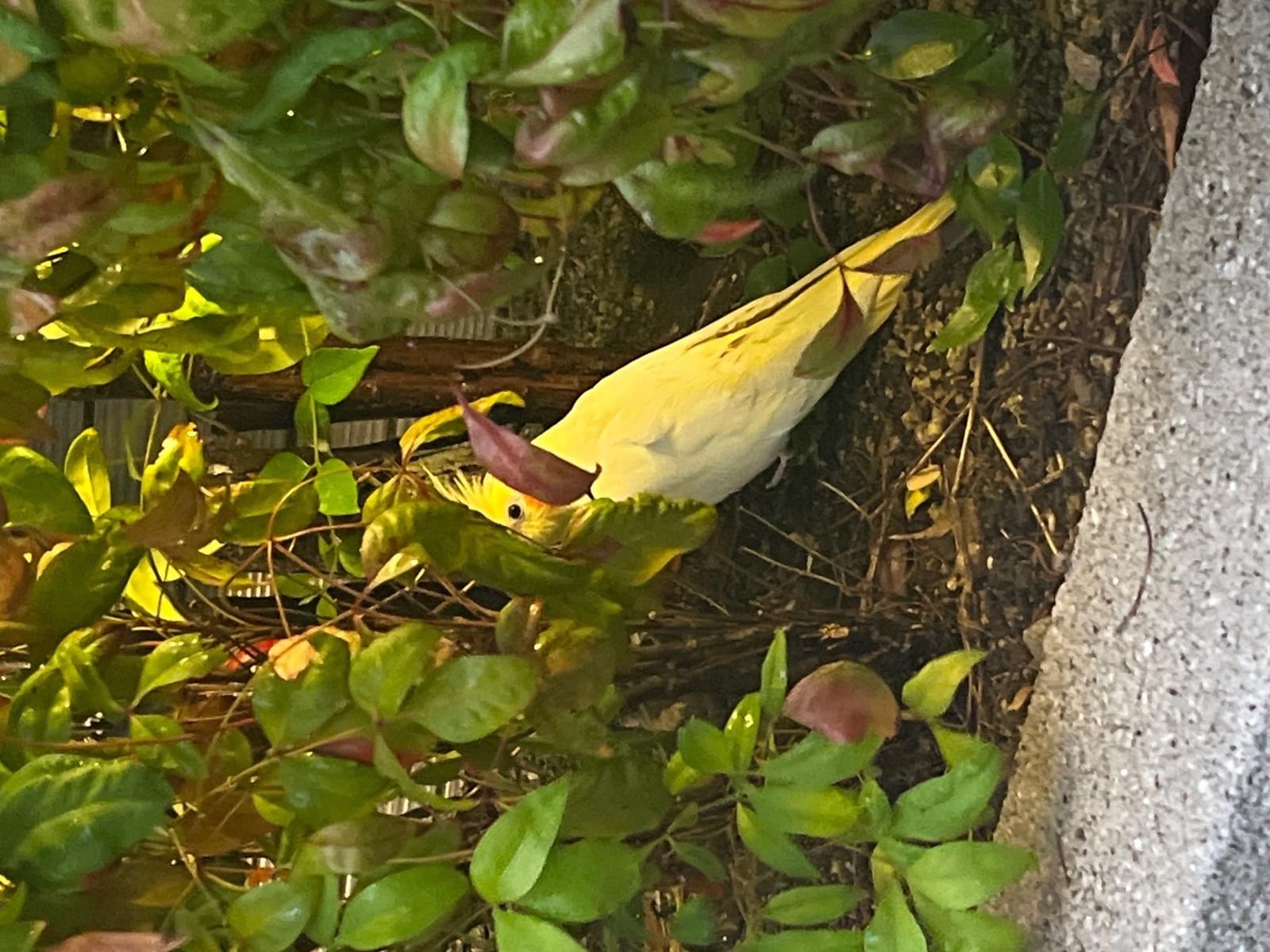 目撃された鳥 目撃された鳥