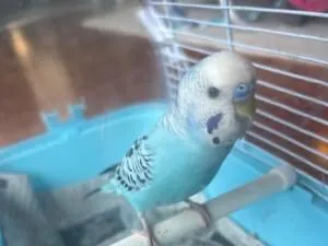 スカイブルーのインコちゃん保護してます