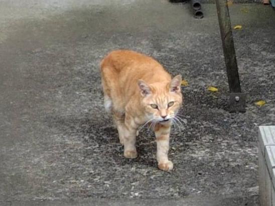 目撃された猫 目撃された猫