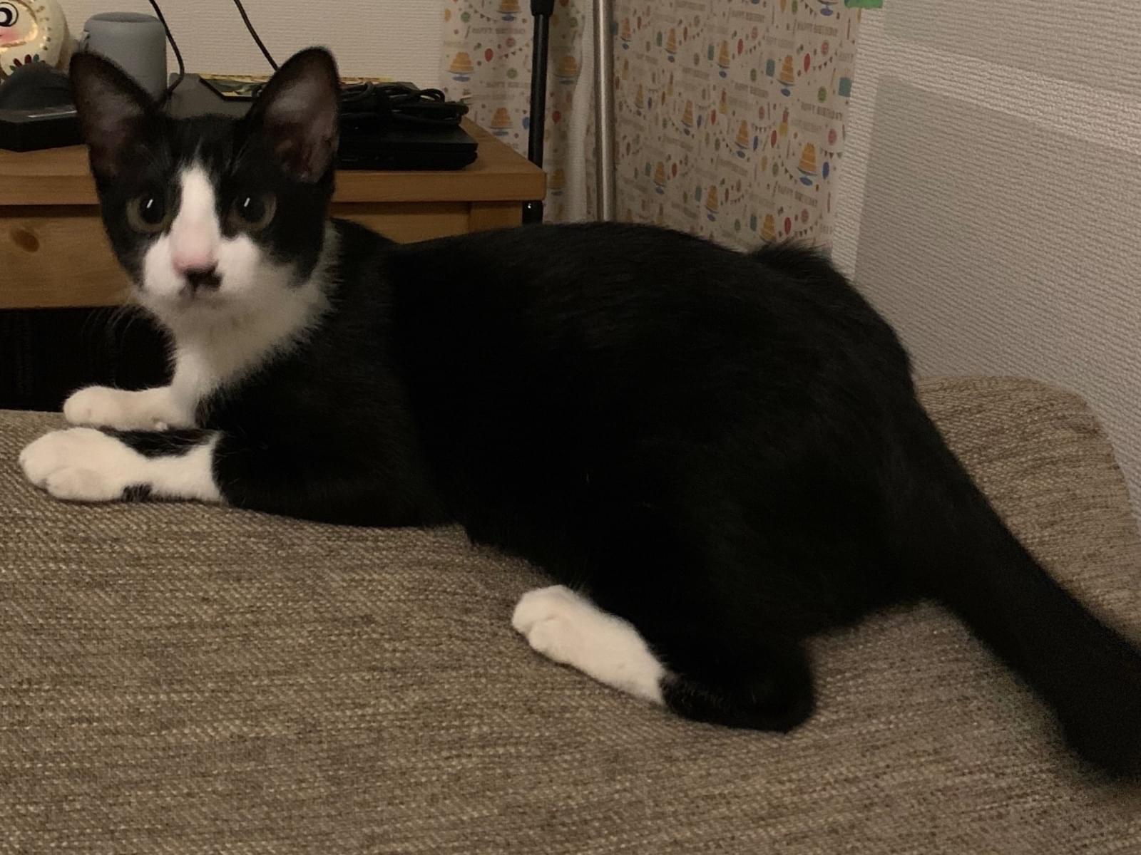 つぶあんちゃん