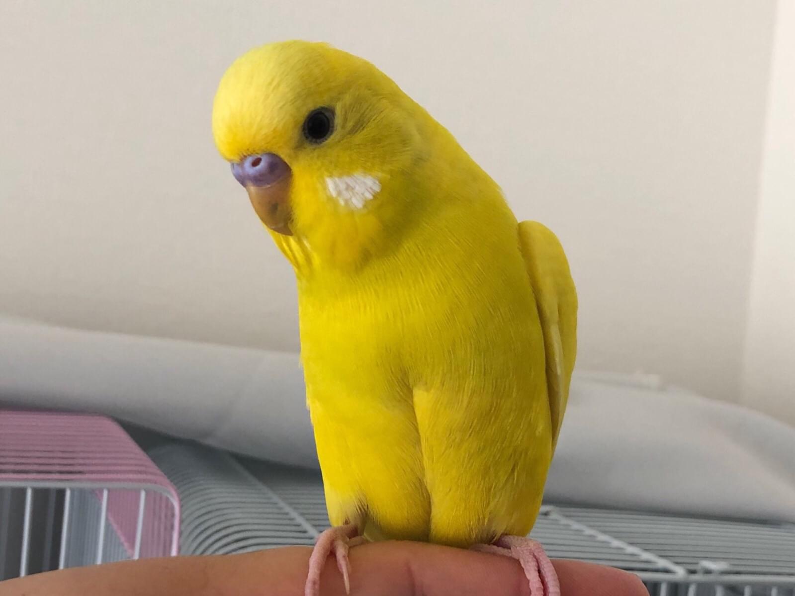 てんてんちゃん てんてんちゃん
