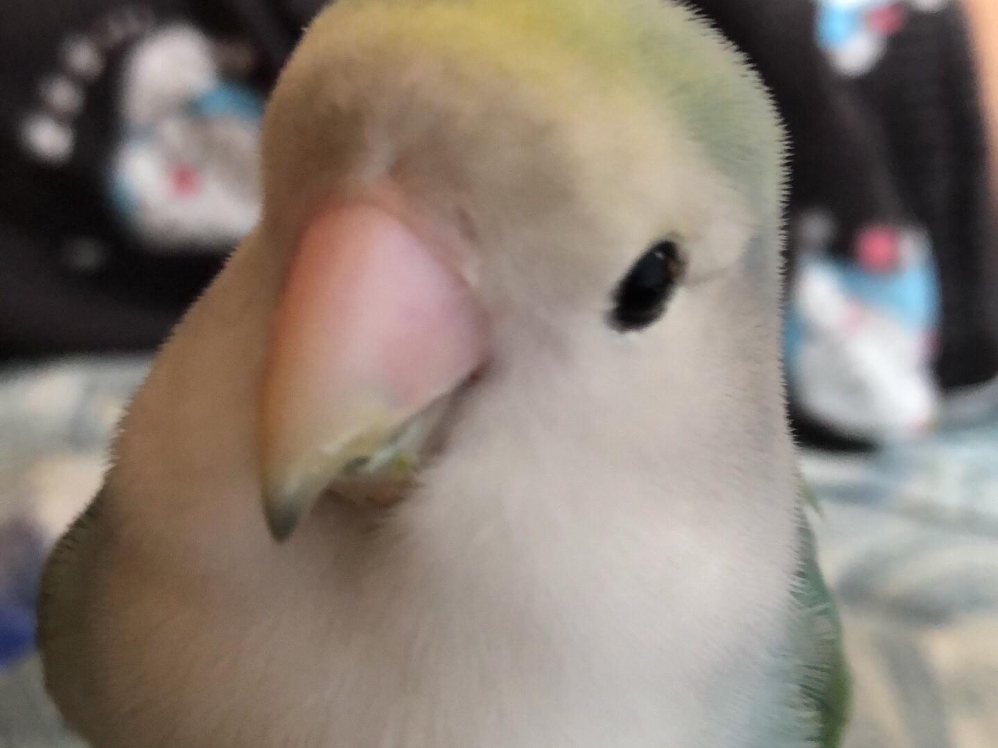さくらちゃん さくらちゃん