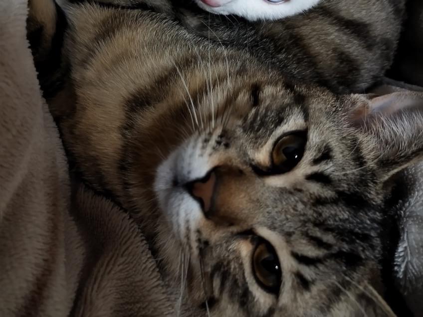 でんでんちゃん