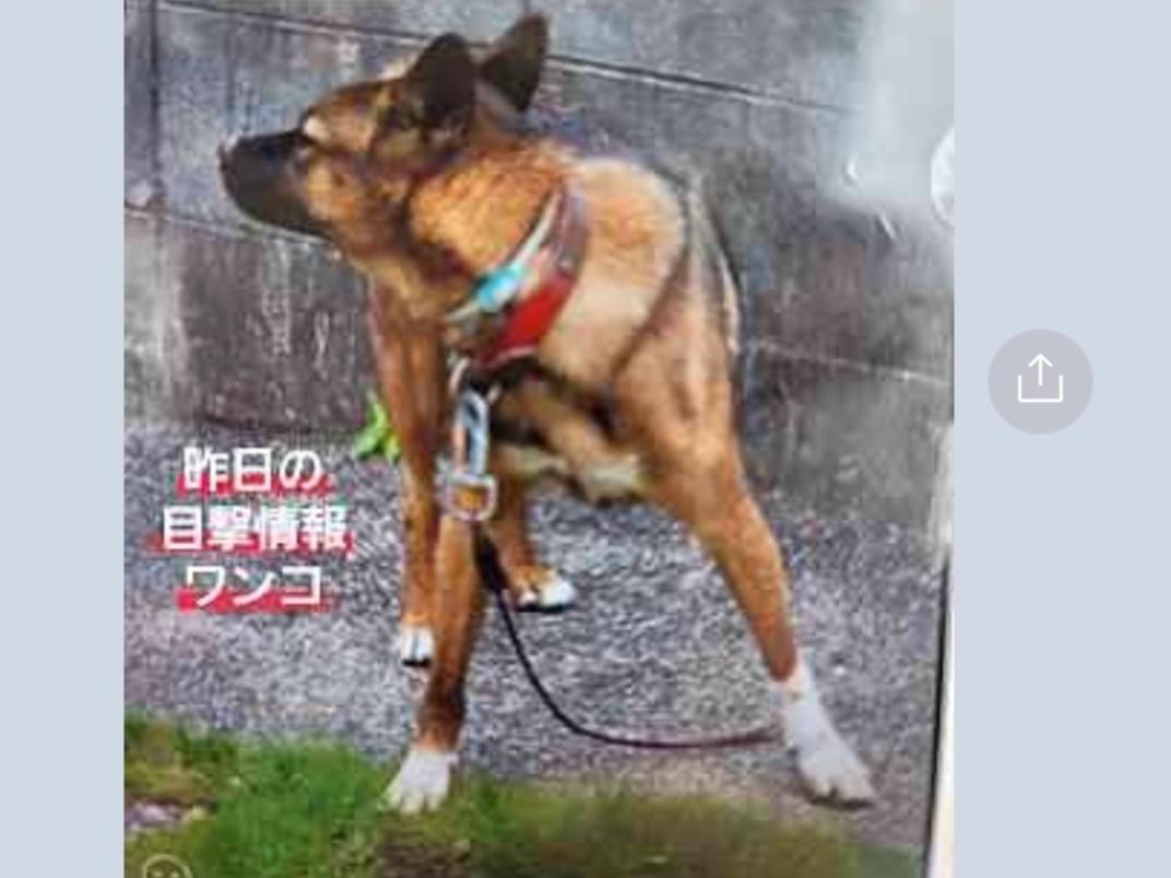 目撃された犬 目撃された犬