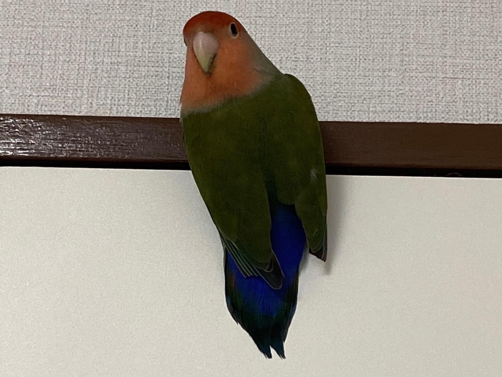 保護された鳥 保護された鳥