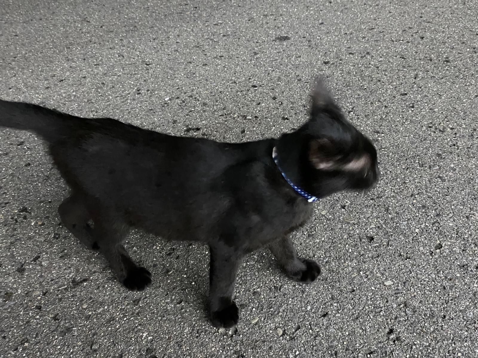 目撃された猫 目撃された猫