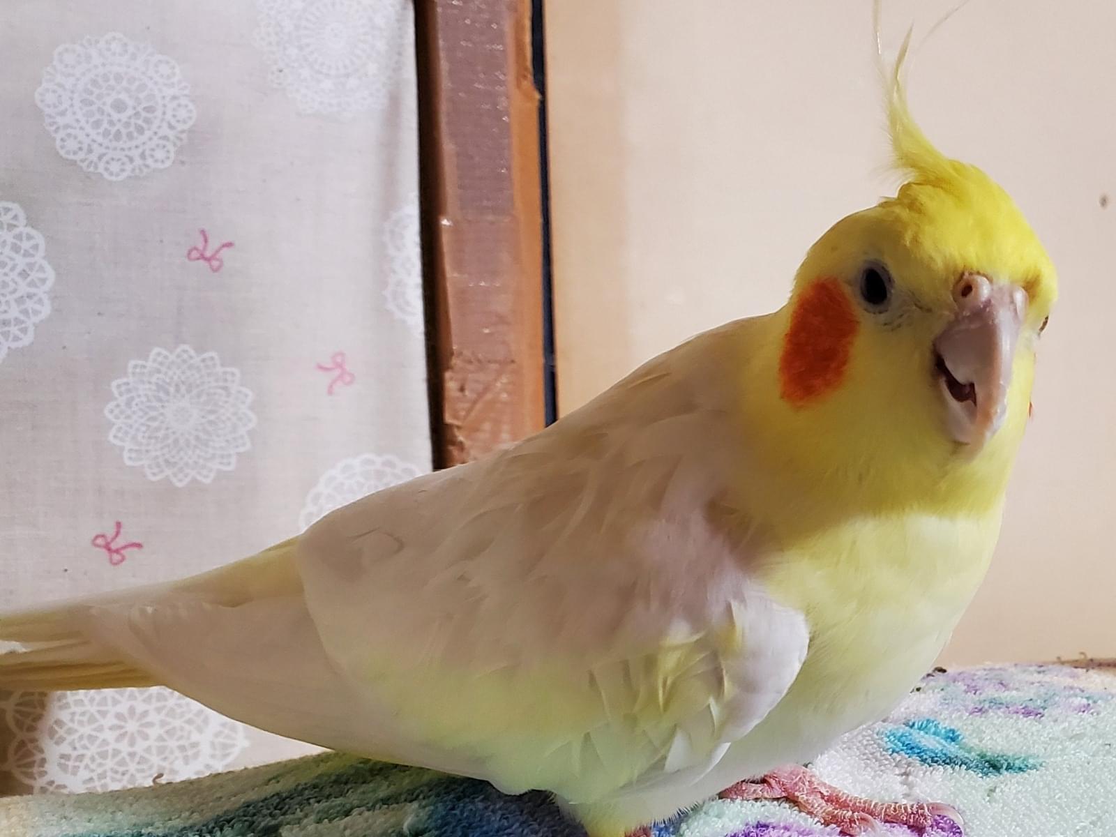 タラちゃん タラちゃん