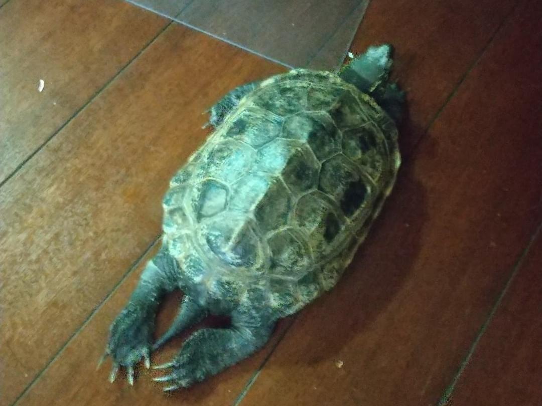 保護されたペット 保護されたペット