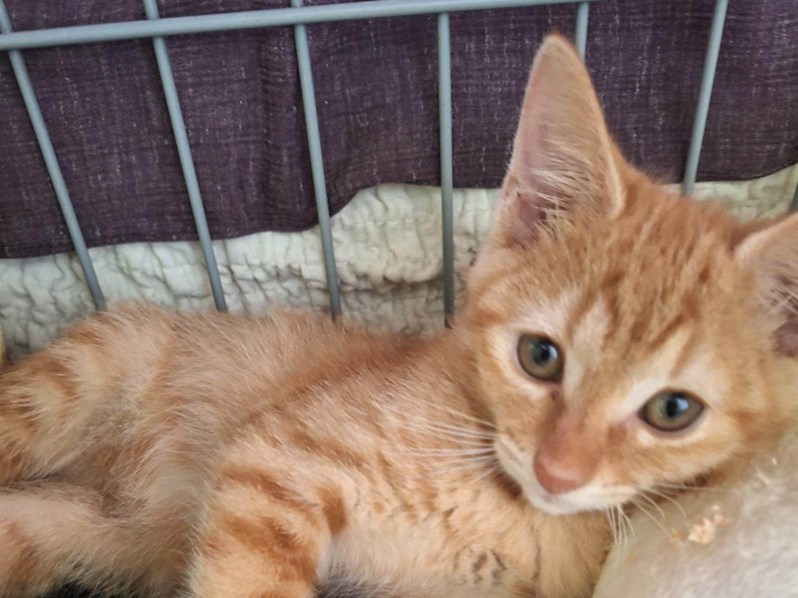 マーボーちゃん