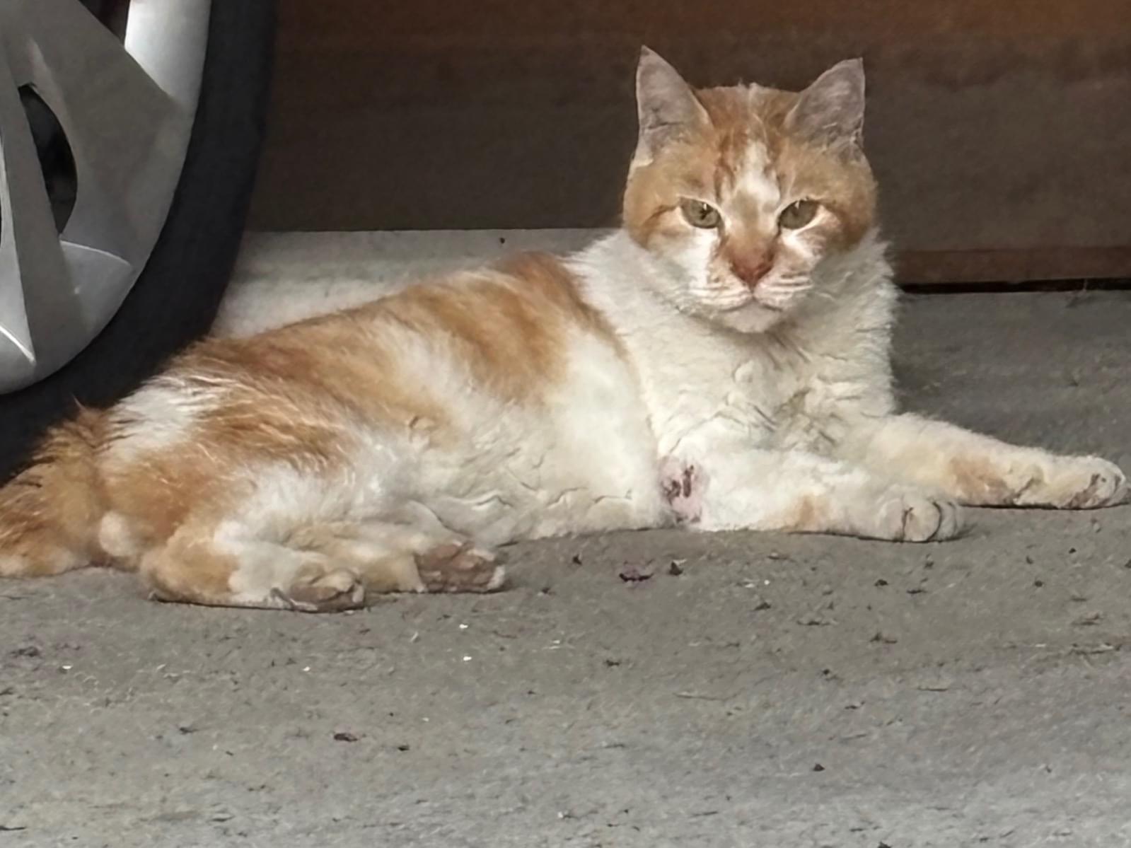 目撃された猫 目撃された猫