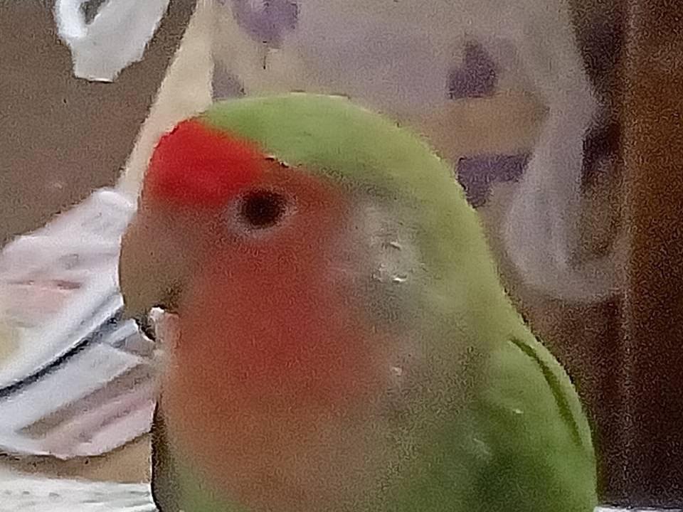 ぴっちゃん ぴっちゃん