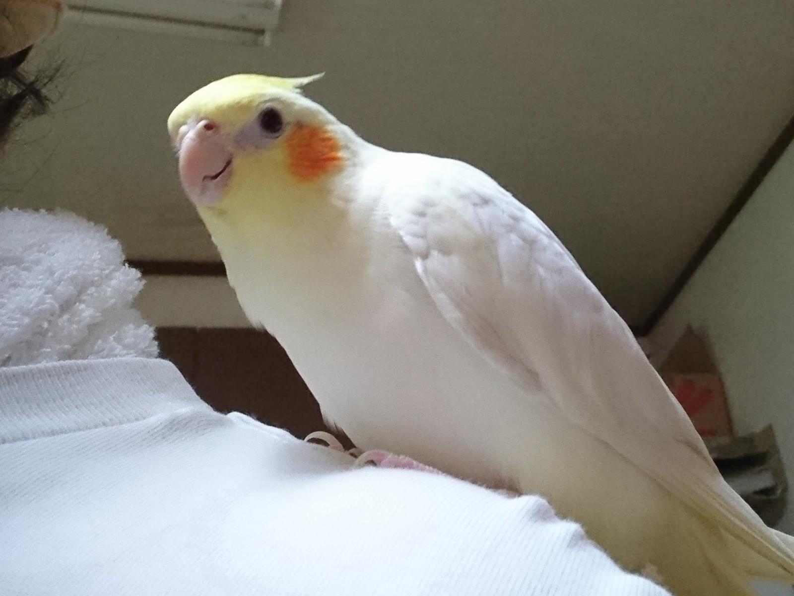 メメたんちゃん メメたんちゃん