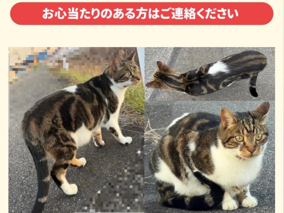 ちょこちゃん ちょこちゃん