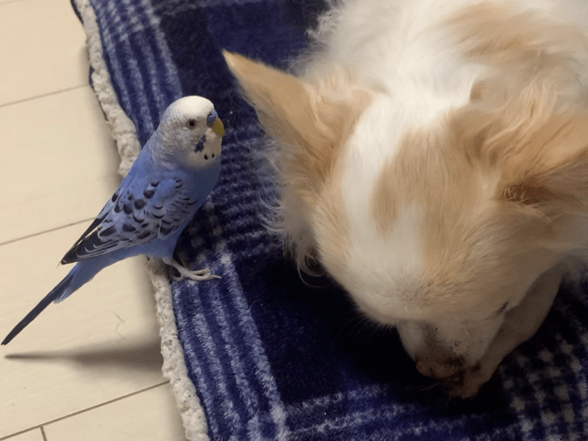 ももちゃん ももちゃん