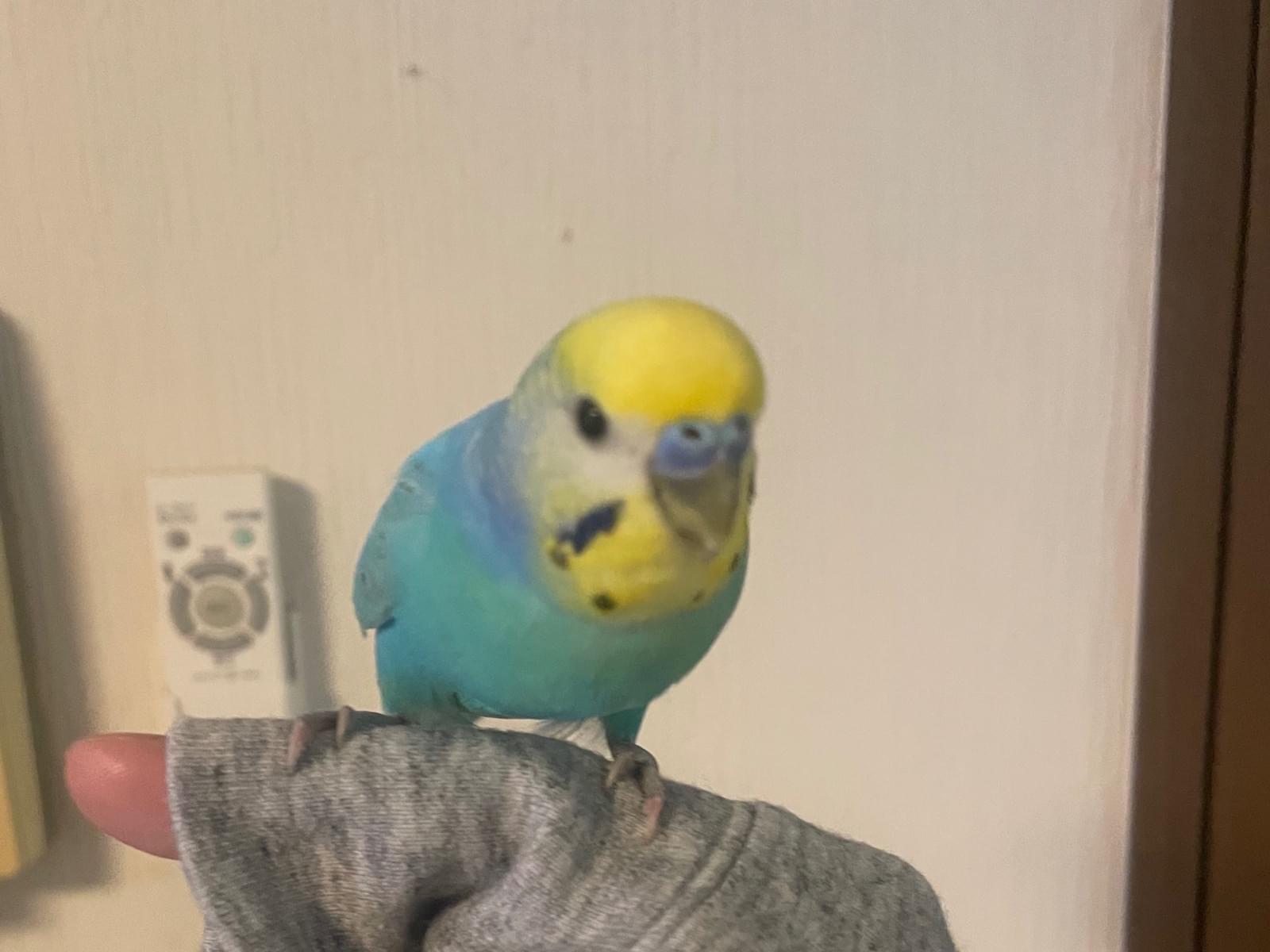 保護された鳥