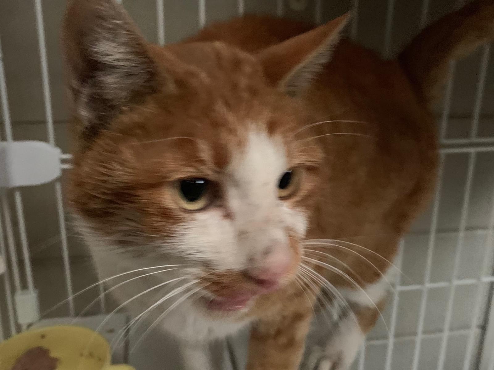 保護された猫 保護された猫
