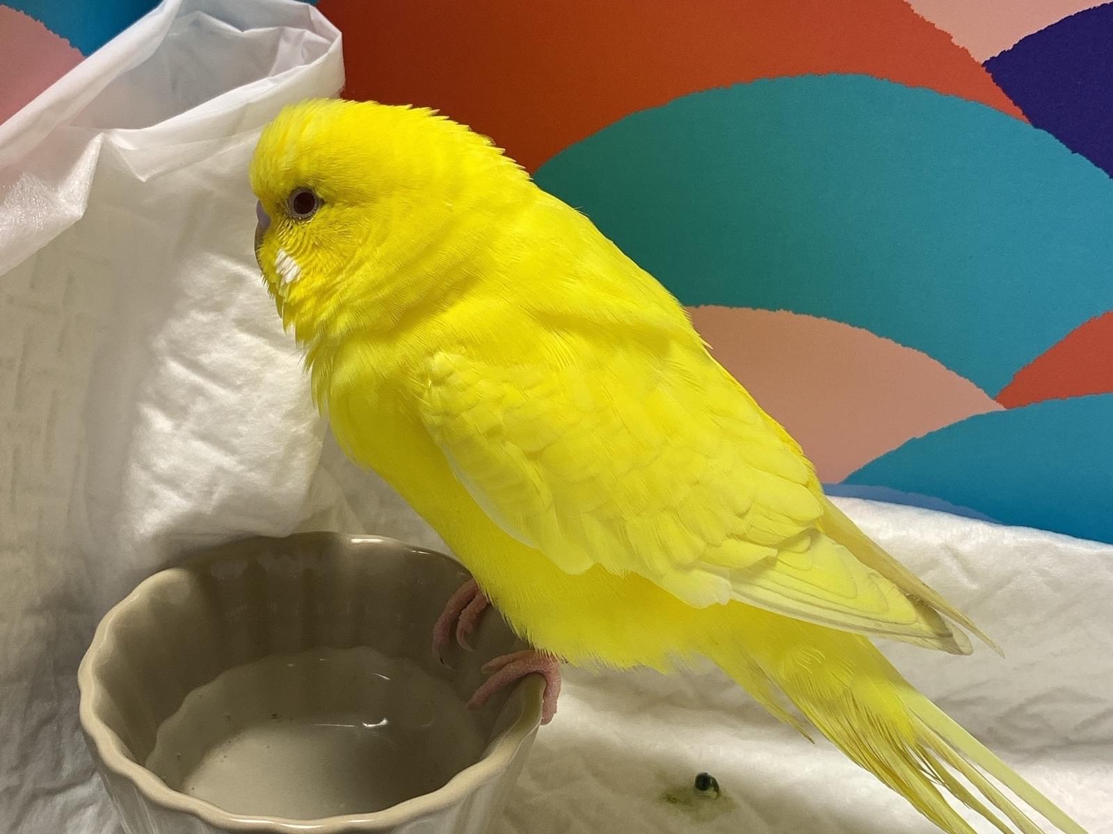 保護された鳥 保護された鳥