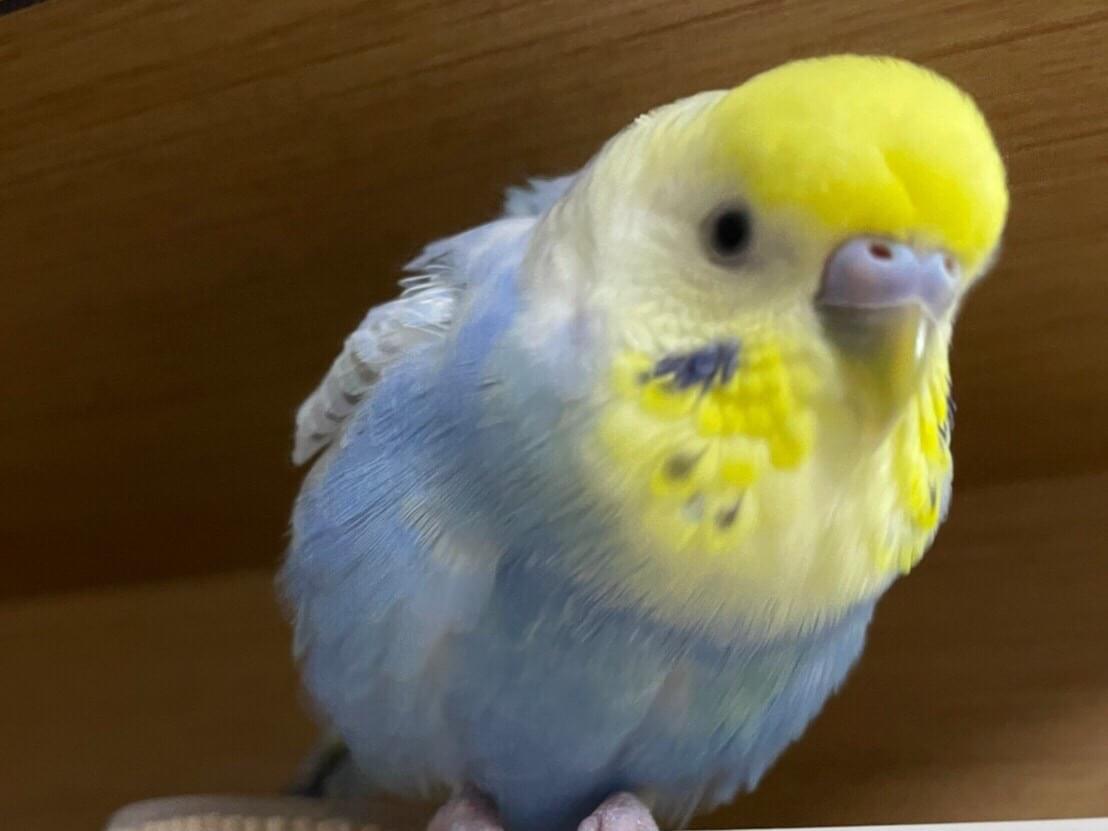 ラムちゃん ラムちゃん