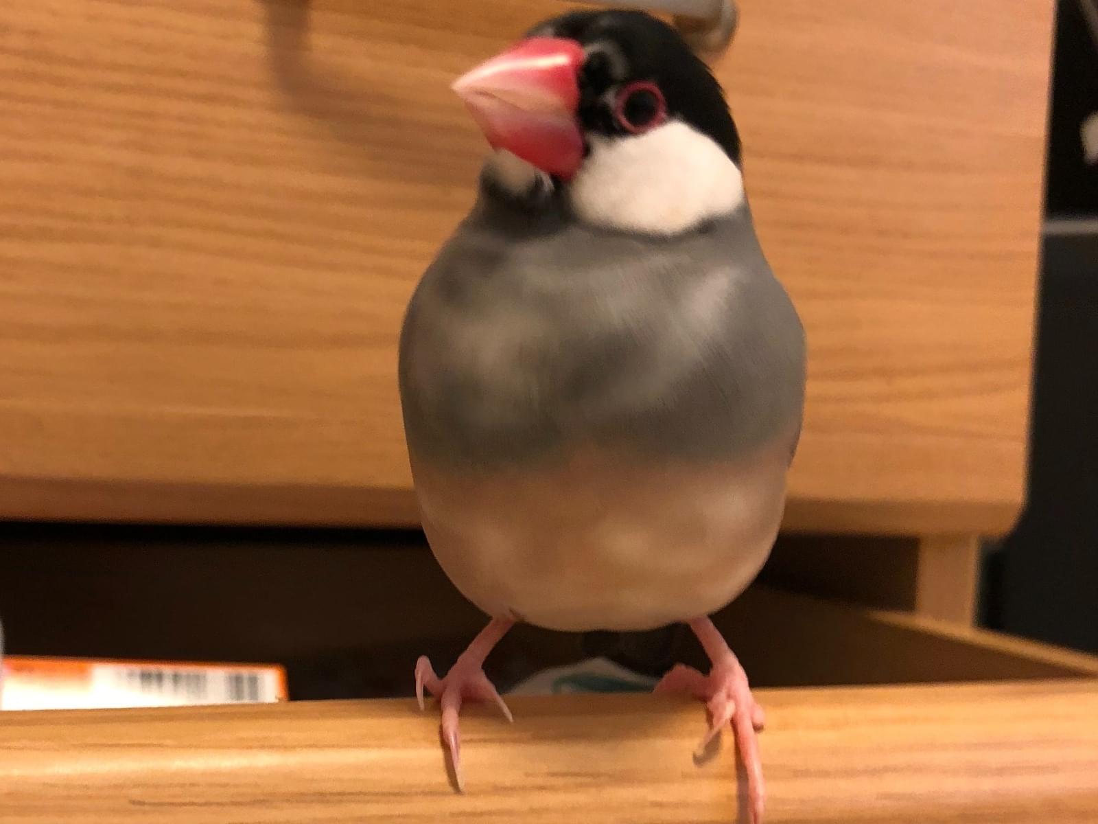 もかちゃん もかちゃん