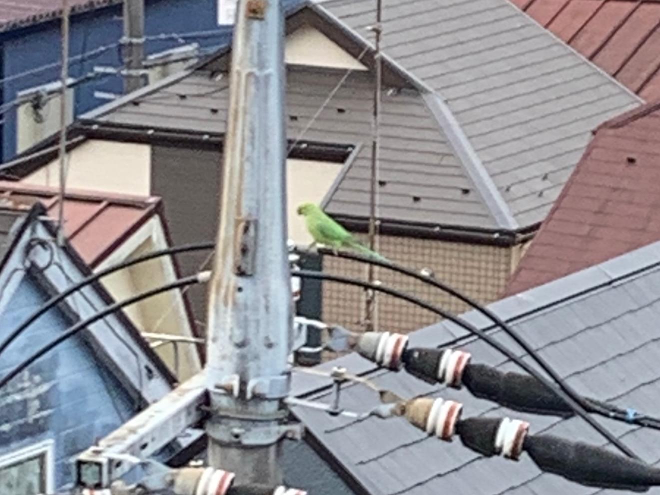 目撃された鳥 目撃された鳥