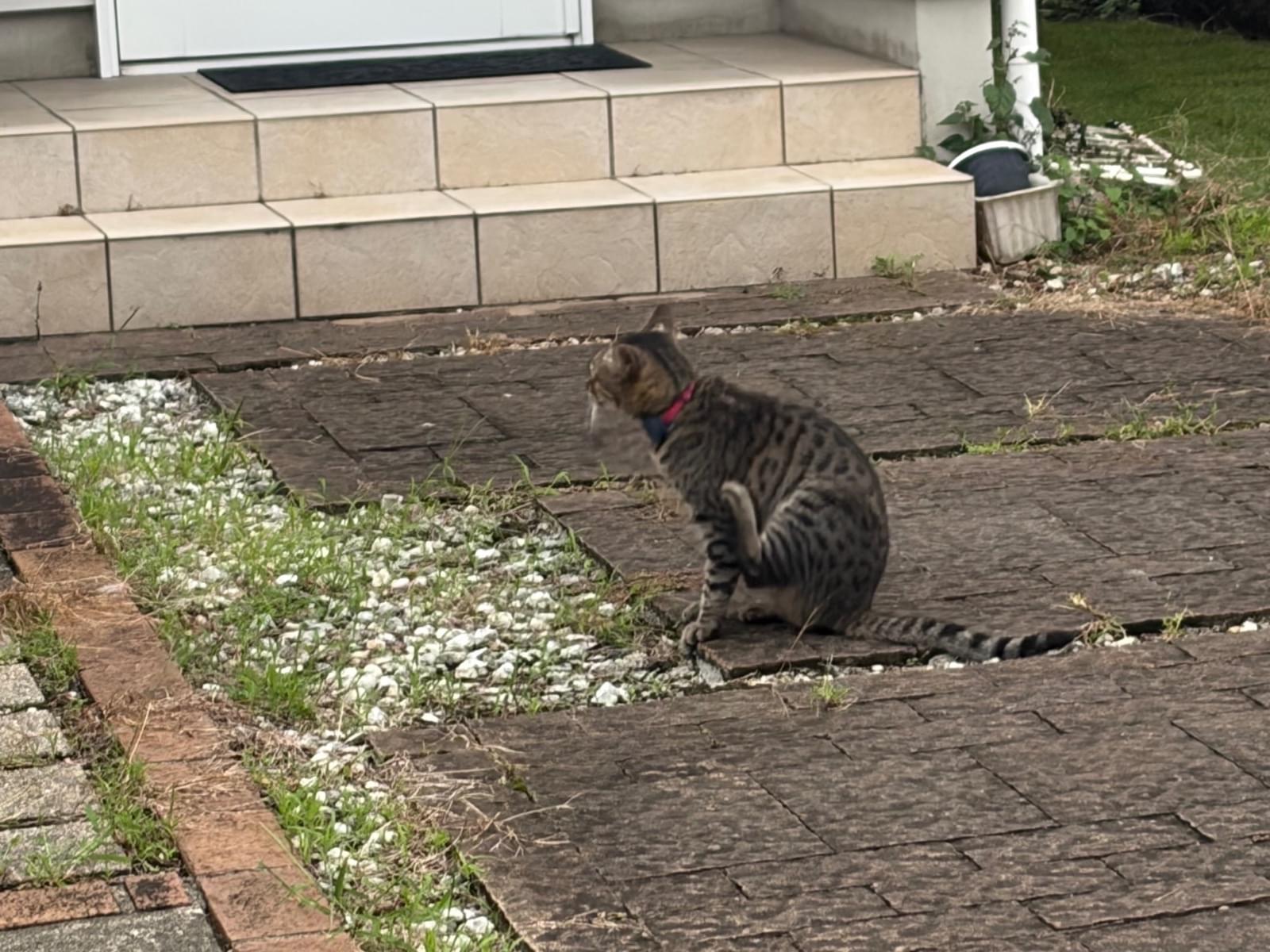 目撃された猫 目撃された猫
