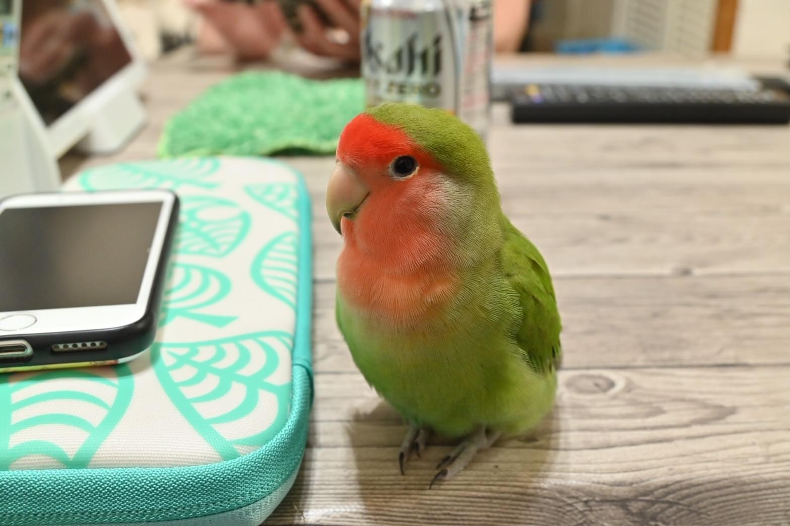 小桜インコが逃げてしまいました。名前を言えます。