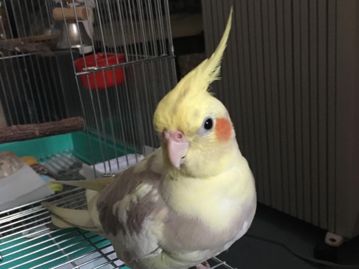 さんちゃん さんちゃん