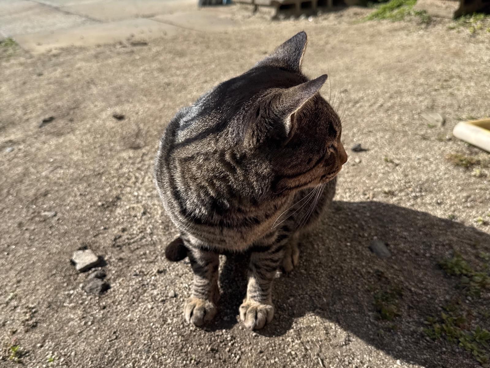 保護された猫 保護された猫