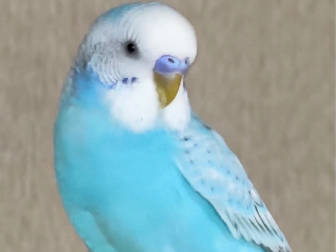 テンちゃん