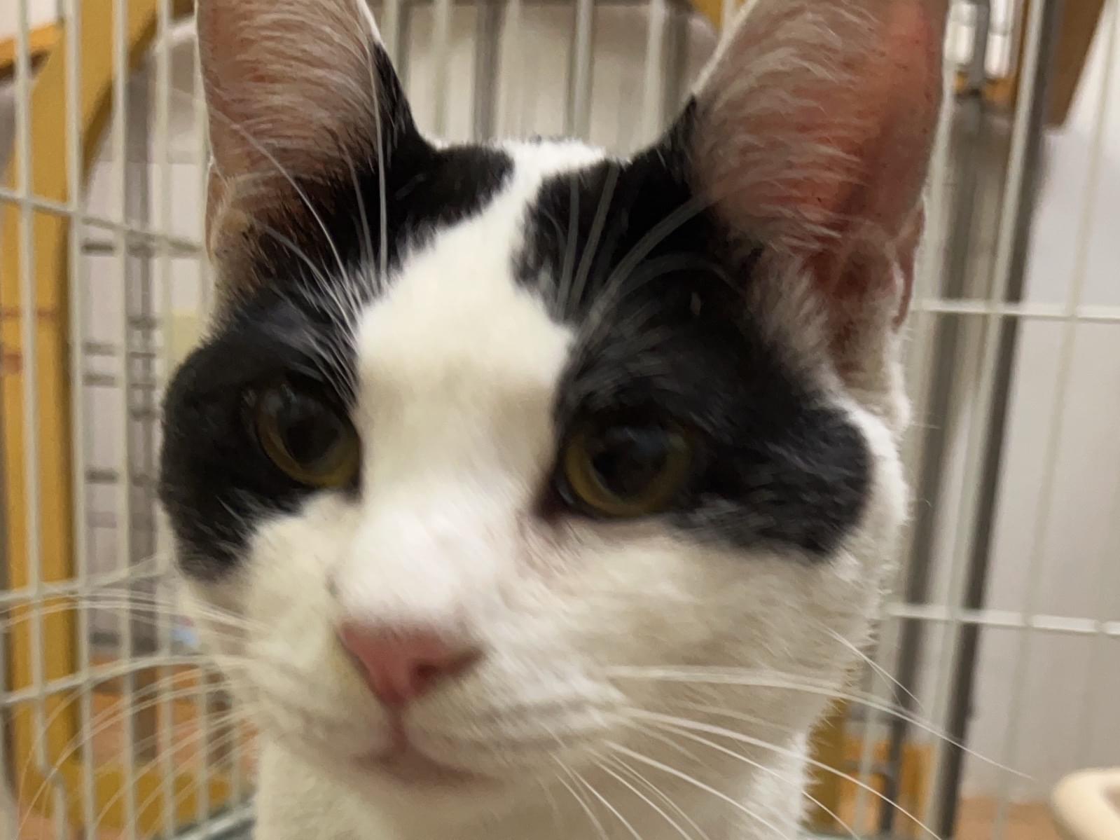 保護された猫 保護された猫