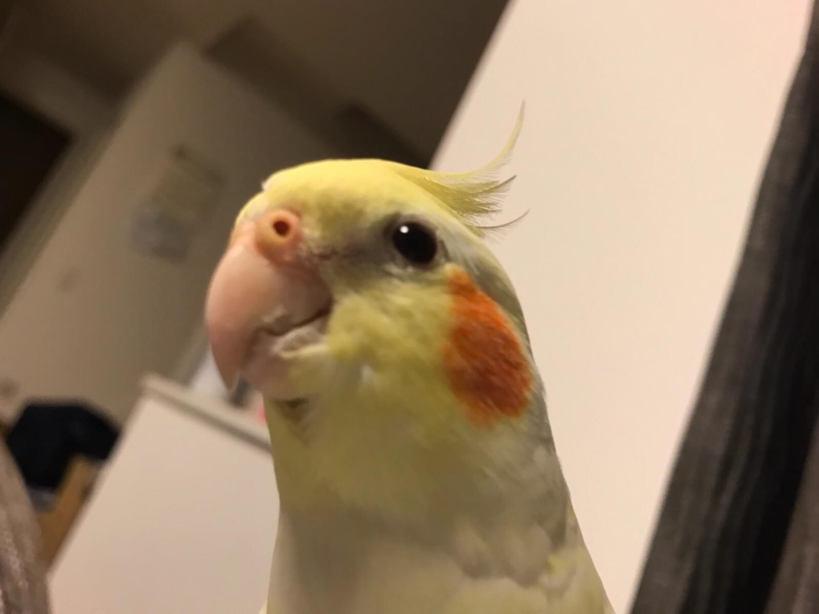 コウちゃん コウちゃん