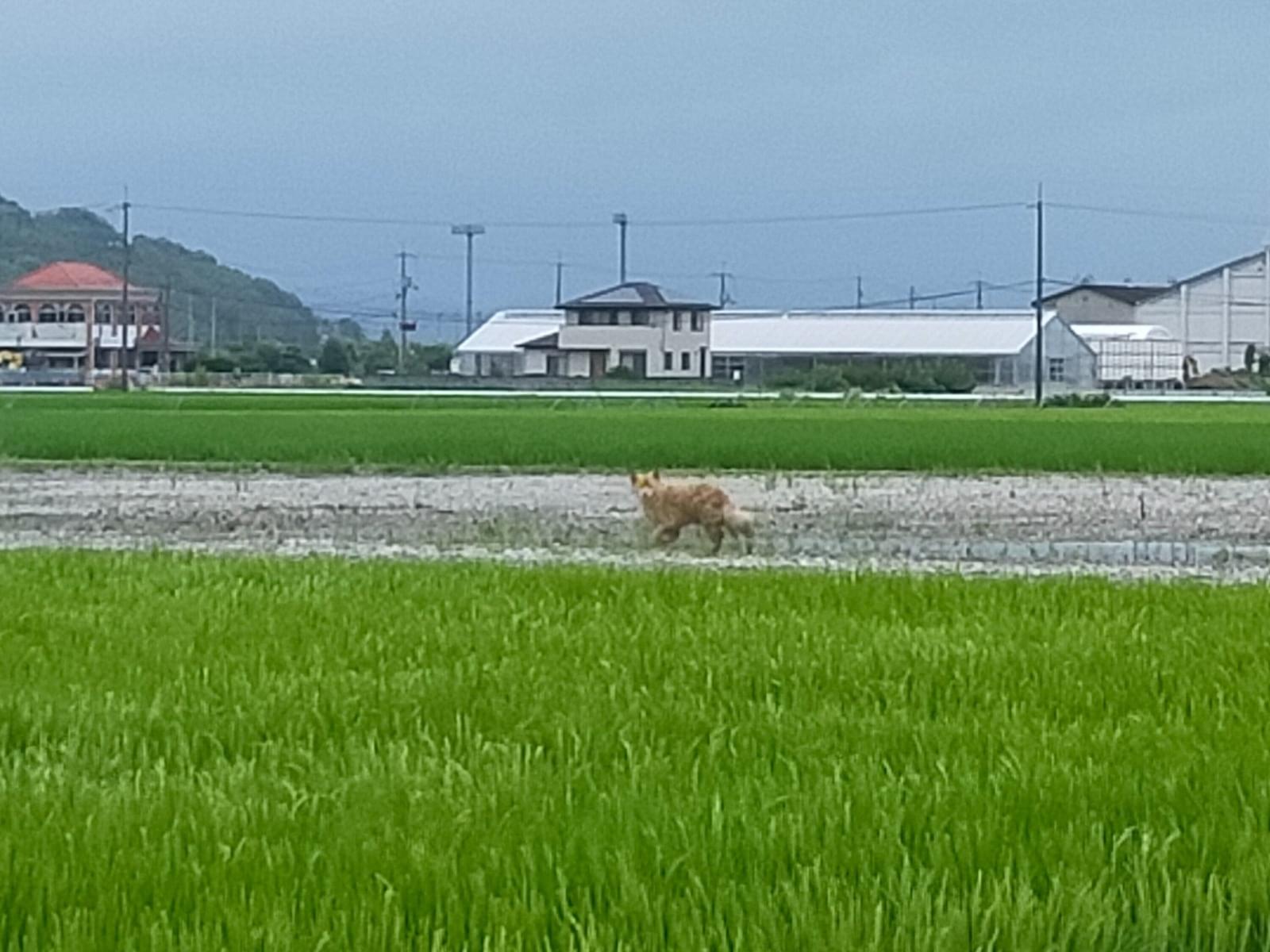 目撃された犬 目撃された犬