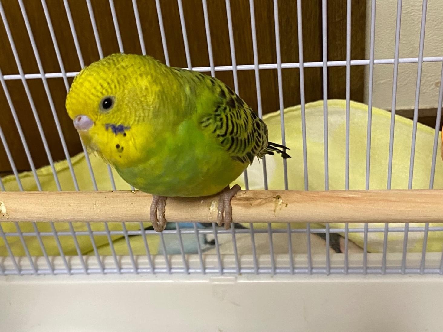 保護された鳥 保護された鳥