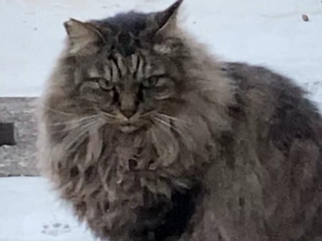 目撃された猫 目撃された猫