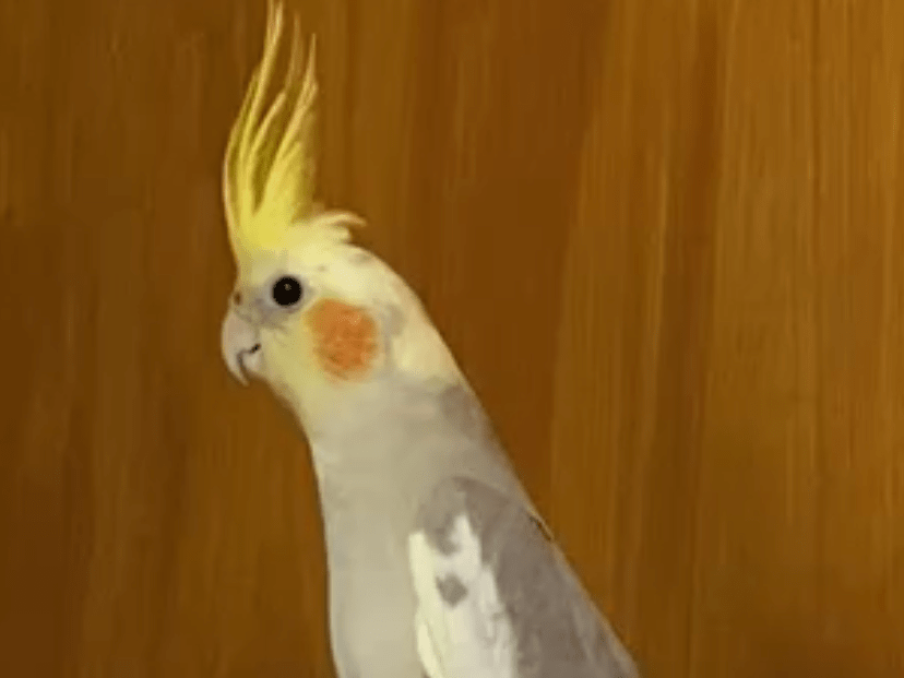 あおちゃん あおちゃん