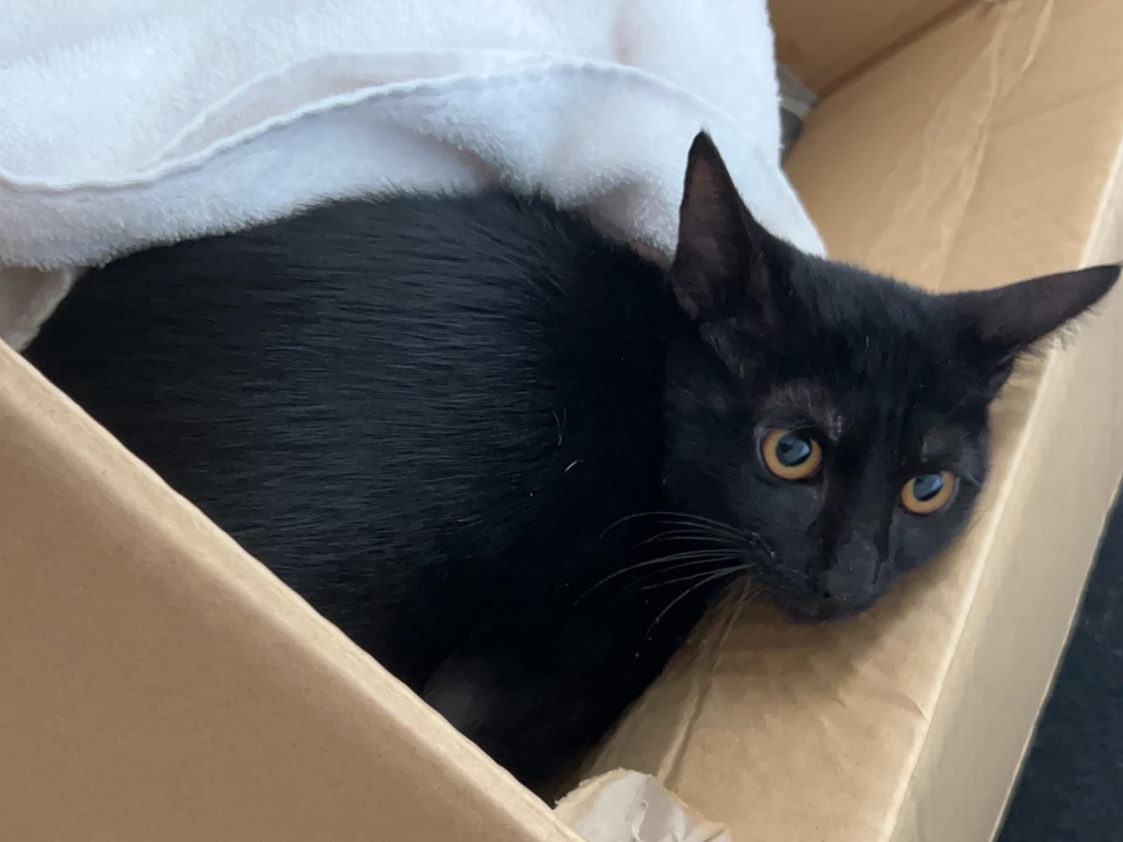 保護された猫 保護された猫