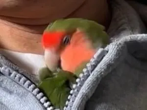 コザクラインコ桜 コザクラインコの桜を迷子にしました。(神奈川県横浜市港北区篠原町)