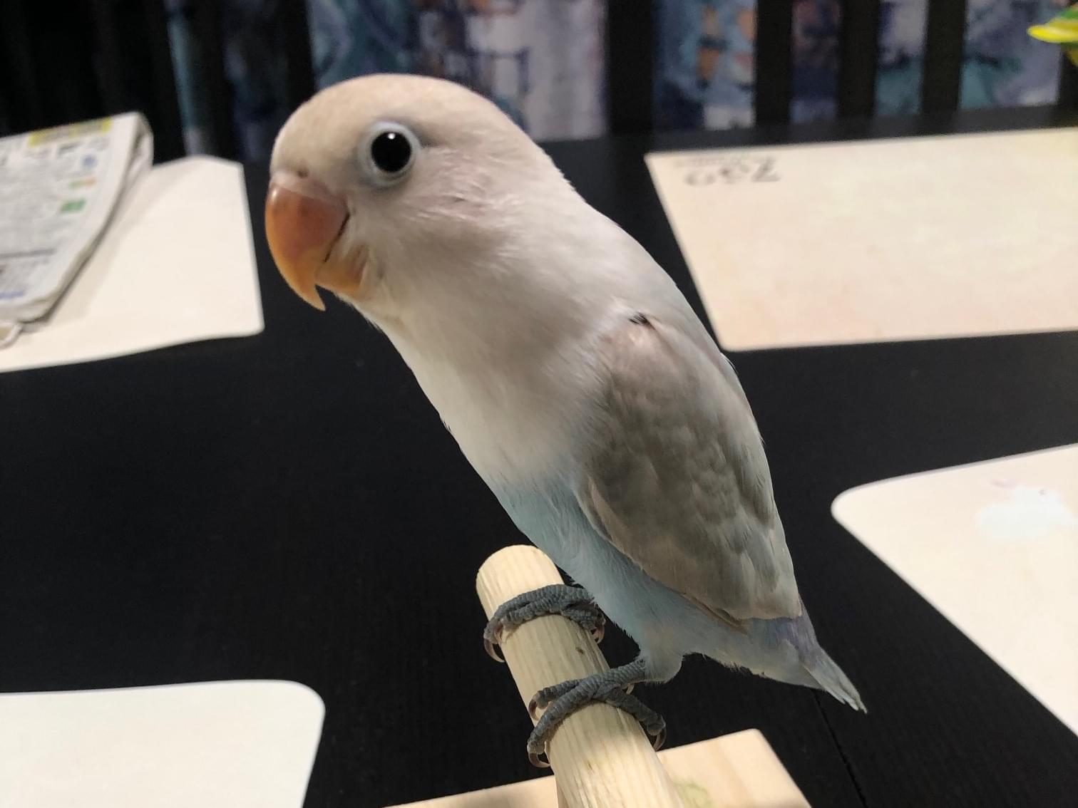 ココちゃん ココちゃん