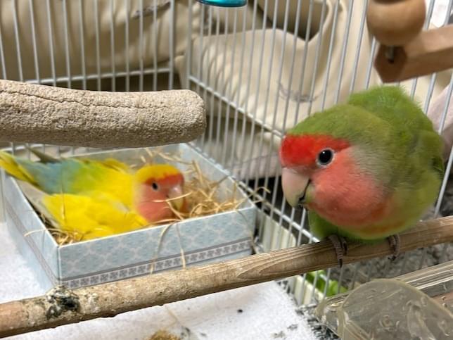 ととちゃん ととちゃん